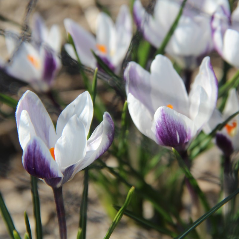 Crocus chrysanthus 'Ladykiller' Crocus chrysanthus 'Ladykiller'