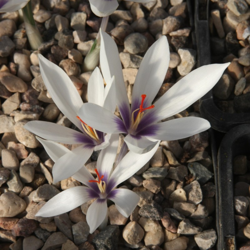 Crocus mathewii Crocus mathewii