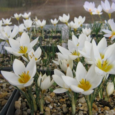 Crocus melantherus Crocus melantherus