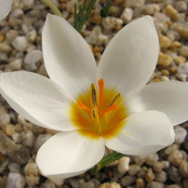 Crocus melantherus Crocus melantherus