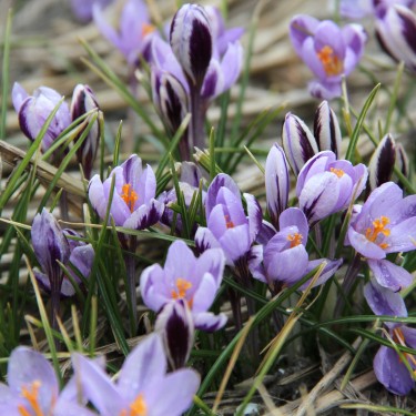 Crocus minimus