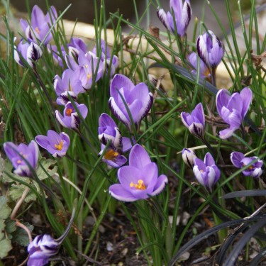 Crocus minimus Crocus minimus