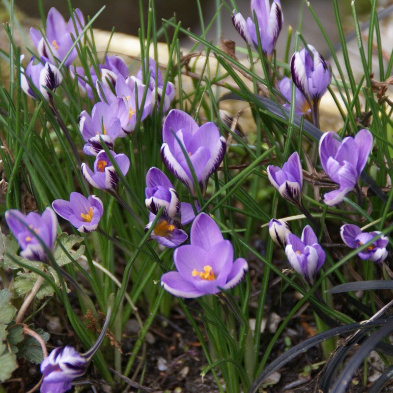 Crocus minimus Crocus minimus