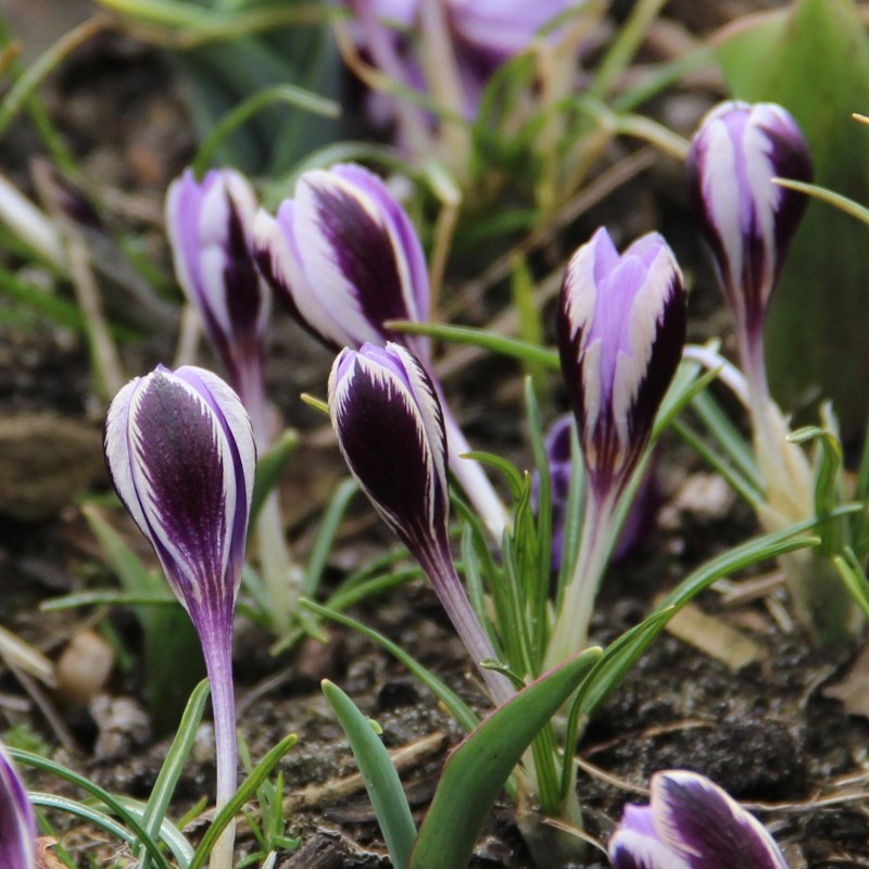 Crocus minimus Crocus minimus