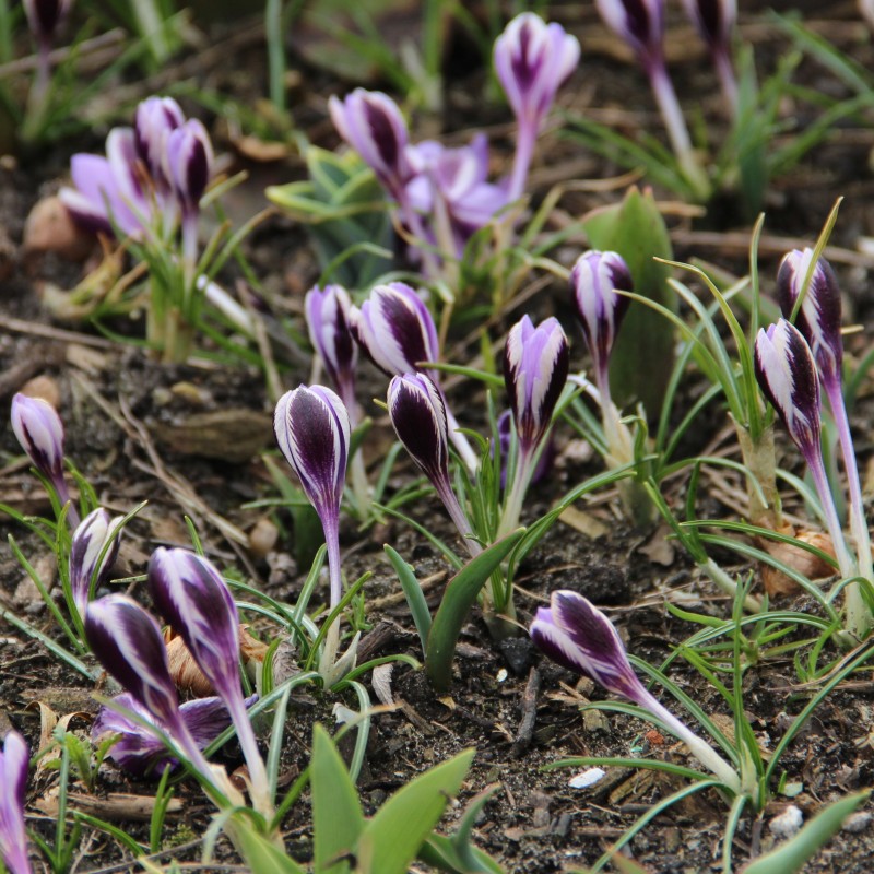 Crocus minimus Crocus minimus