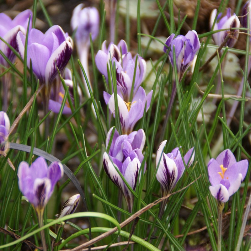Crocus minimus Crocus minimus