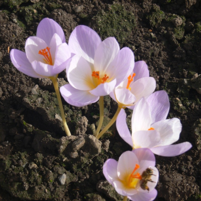 Crocus niveus Crocus niveus