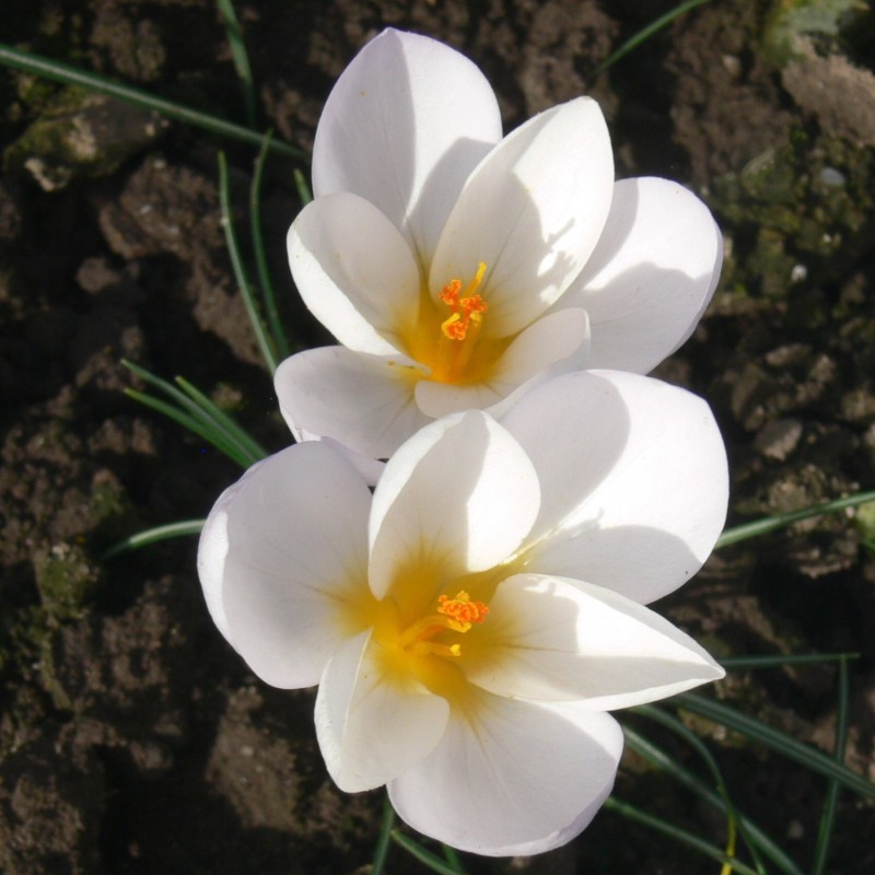 Crocus niveus Crocus niveus