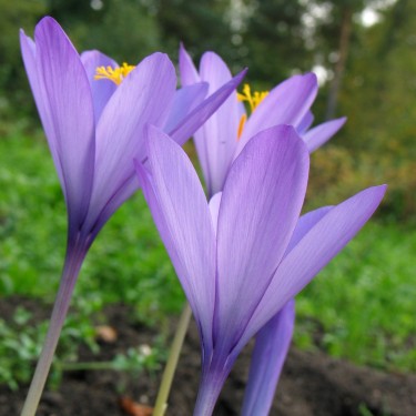 Crocus nudiflorus