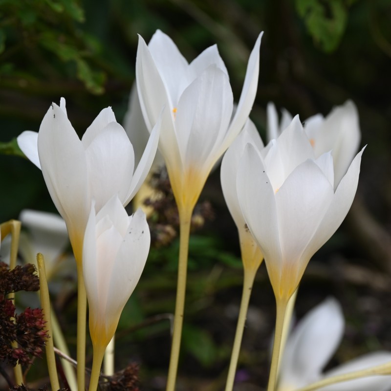 Crocus ochroleucus Crocus ochroleucus