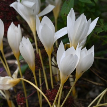 Crocus ochroleucus Crocus ochroleucus