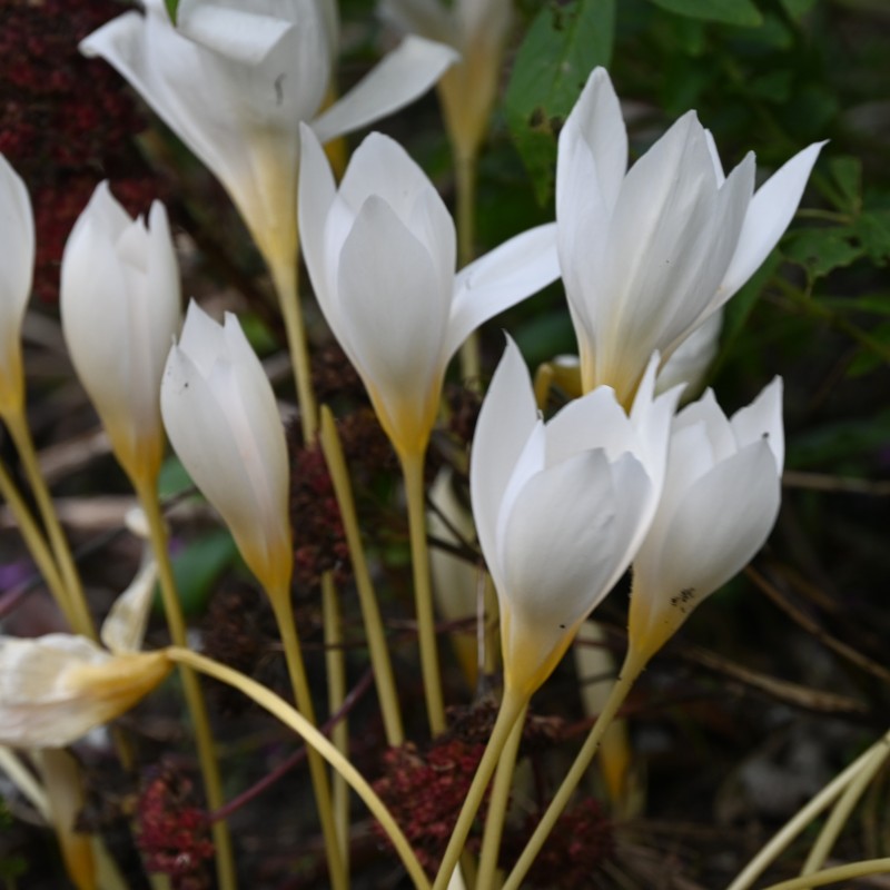 Crocus ochroleucus Crocus ochroleucus