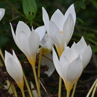 Crocus ochroleucus Crocus ochroleucus