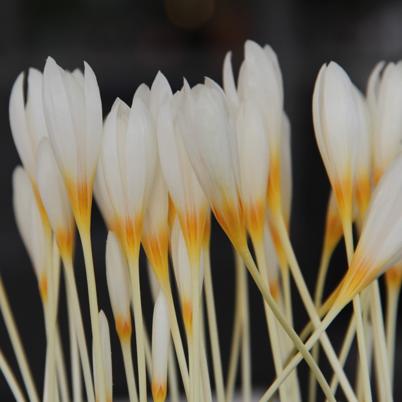 Crocus ochroleucus Crocus ochroleucus