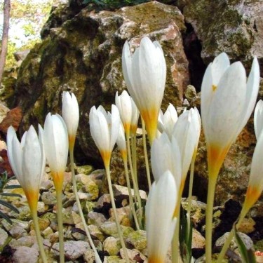 Crocus ochroleucus Crocus ochroleucus