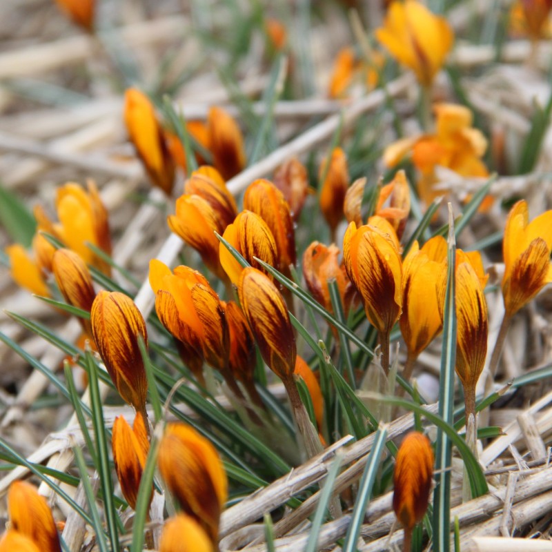 Crocus balansae 'Orange Monarch' Crocus balansae 'Orange Monarch'