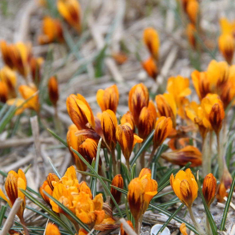 Crocus balansae 'Orange Monarch' Crocus balansae 'Orange Monarch'