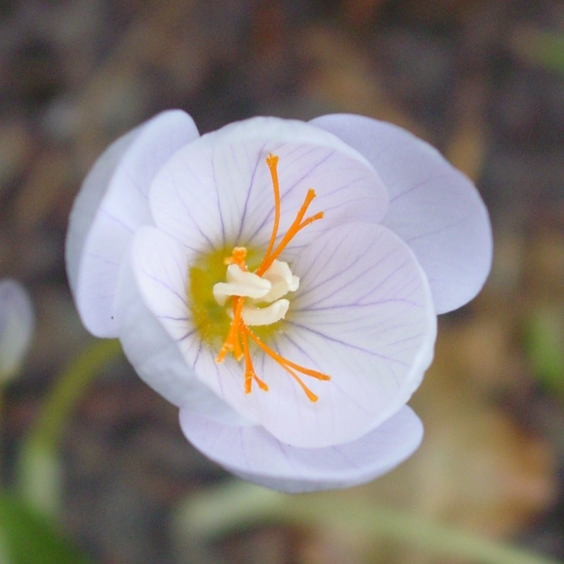 Crocus pulchellus 'Zephyr' Crocus pulchellus 'Zephyr'