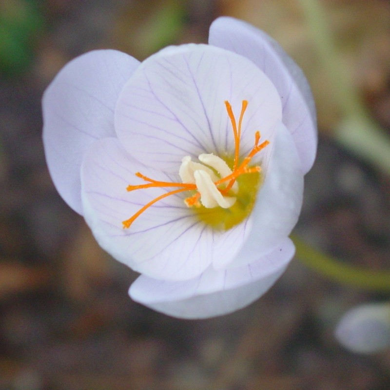 Crocus pulchellus 'Zephyr' Crocus pulchellus 'Zephyr'