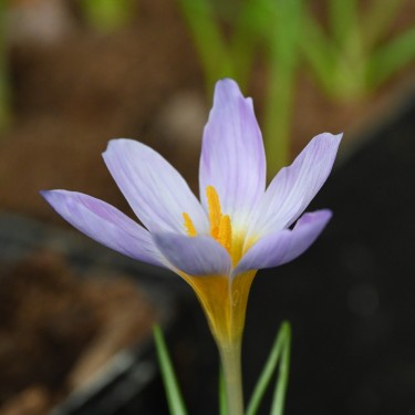 Crocus rujanensis