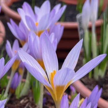 Crocus rujanensis Crocus rujanensis