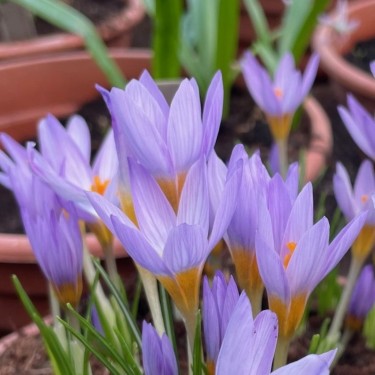 Crocus rujanensis Crocus rujanensis
