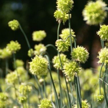Allium obliquum