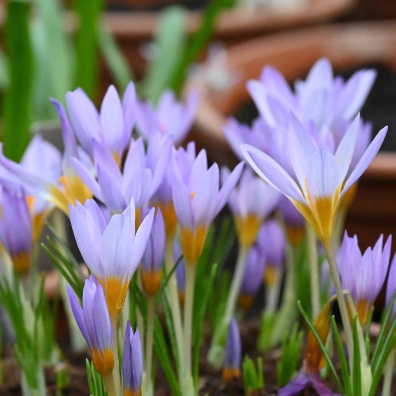 Crocus rujanensis Crocus rujanensis