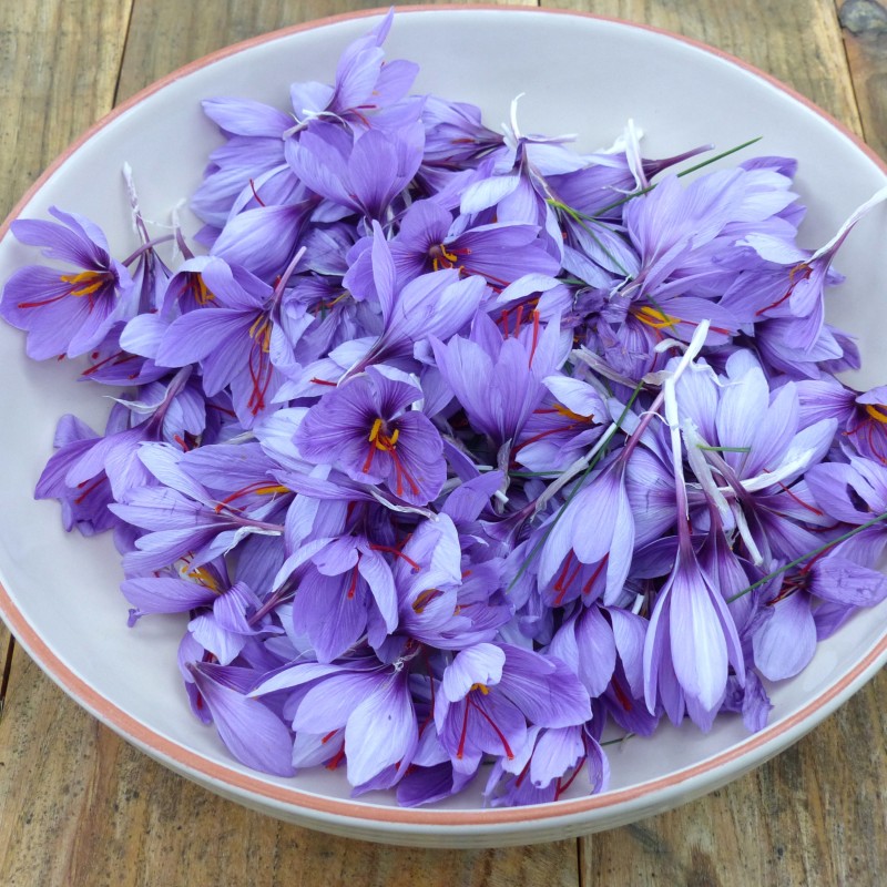 Crocus sativus Crocus sativus