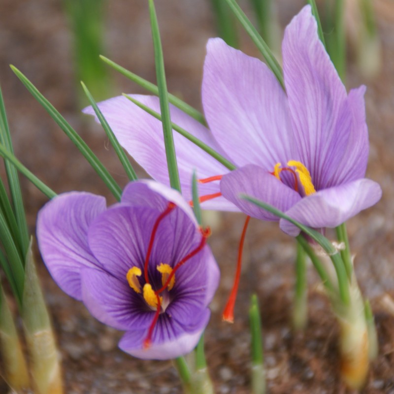 Crocus sativus Crocus sativus