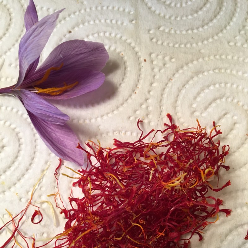 Crocus sativus Crocus sativus