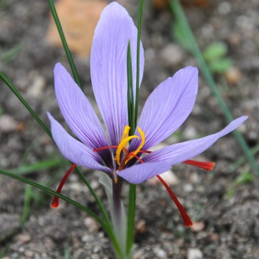 Crocus sativus