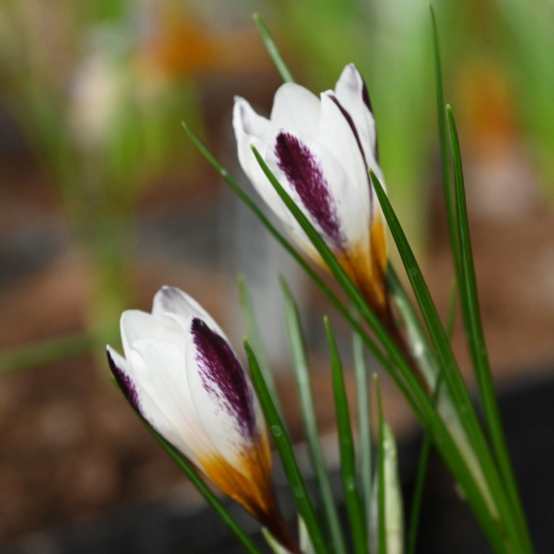 Crocus sieberi Crocus sieberi