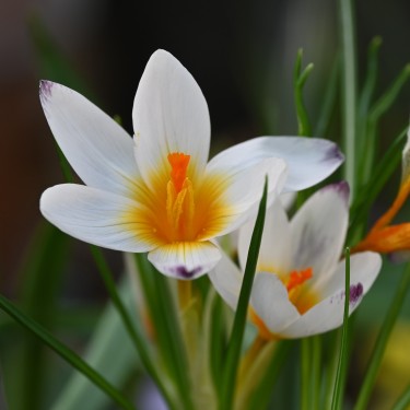 Crocus sieberi Crocus sieberi