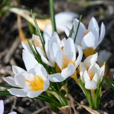 Crocus sieberi 'Bowles' White'