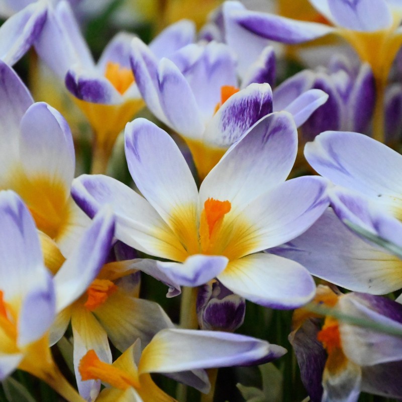 Crocus sieberi 'Chiara' Crocus sieberi 'Chiara'
