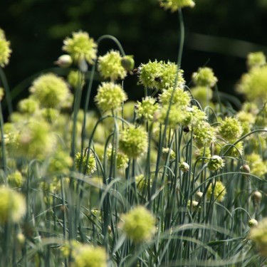 Allium obliquum