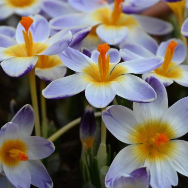 Crocus sieberi 'Chiara' Crocus sieberi 'Chiara'