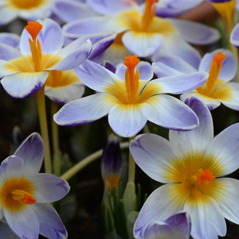 Crocus sieberi 'Chiara' Crocus sieberi 'Chiara'