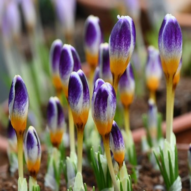Crocus sieberi 'Chiara' Crocus sieberi 'Chiara'