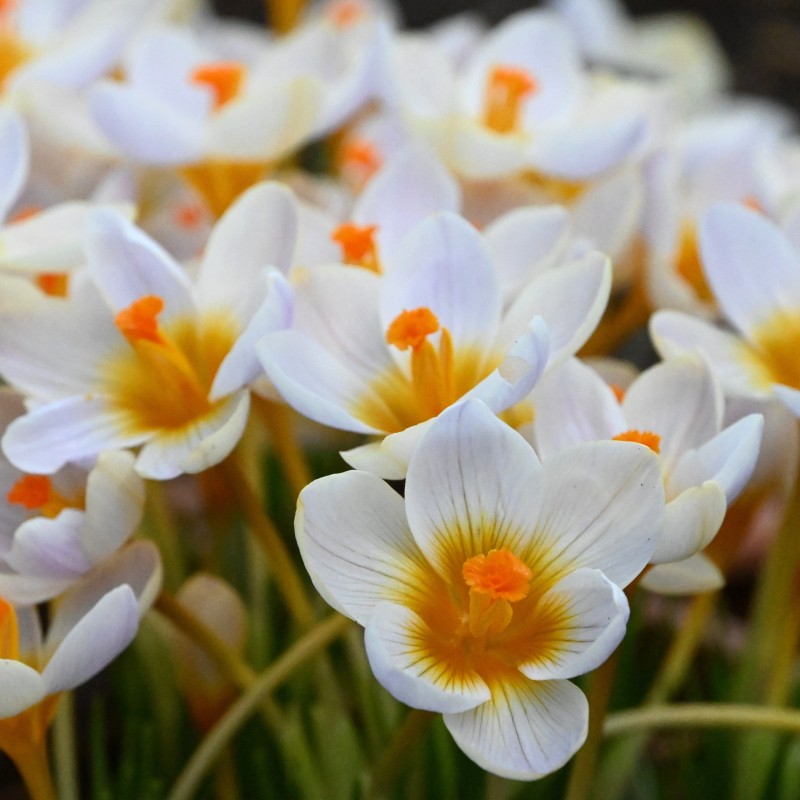 Crocus sieberi 'Cream Diamond' Crocus sieberi 'Cream Diamond'