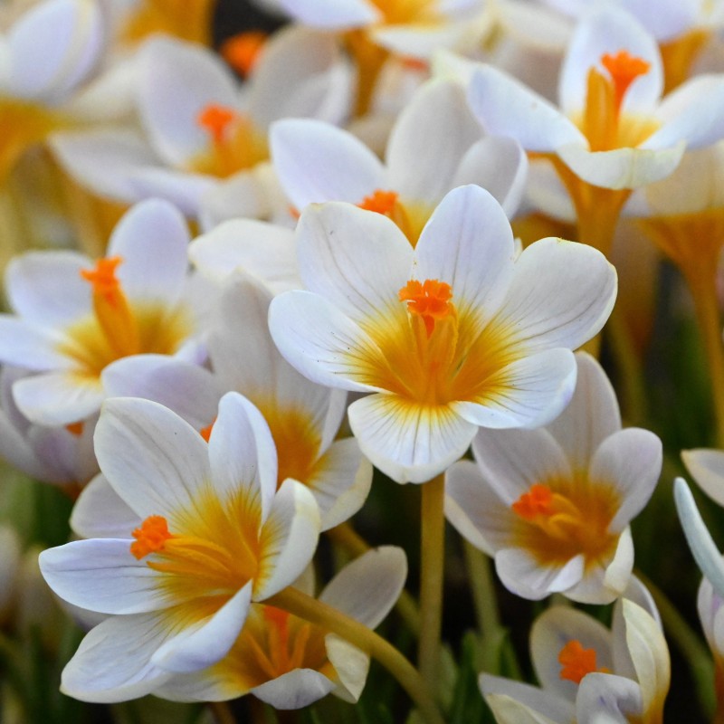 Crocus sieberi 'Cream Diamond' Crocus sieberi 'Cream Diamond'