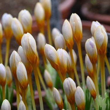 Crocus sieberi 'Cream Diamond' Crocus sieberi 'Cream Diamond'