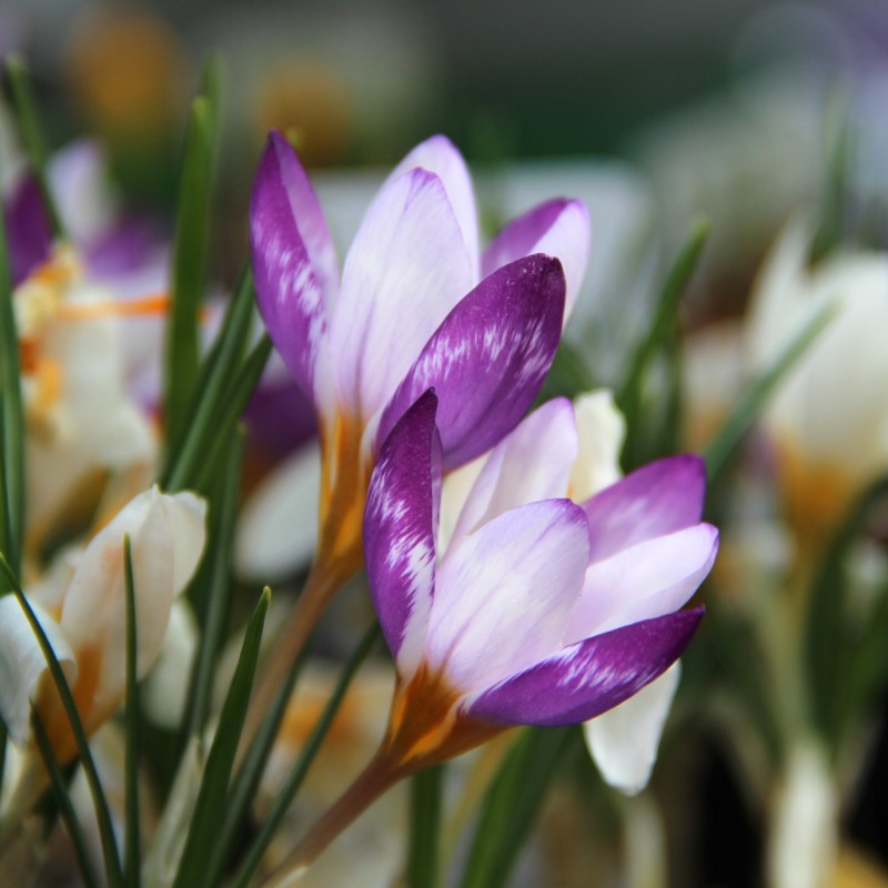 Crocus sieberi 'Hubert Edelsten' Crocus sieberi 'Hubert Edelsten'