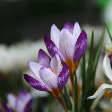 Crocus sieberi 'Hubert Edelsten'
