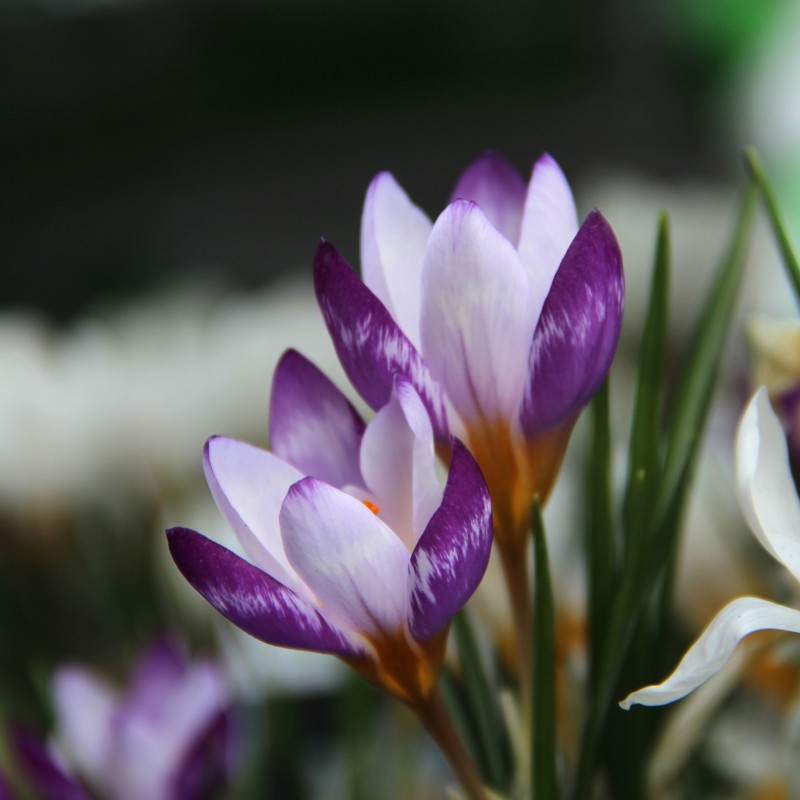 Crocus sieberi 'Hubert Edelsten' Crocus sieberi 'Hubert Edelsten'