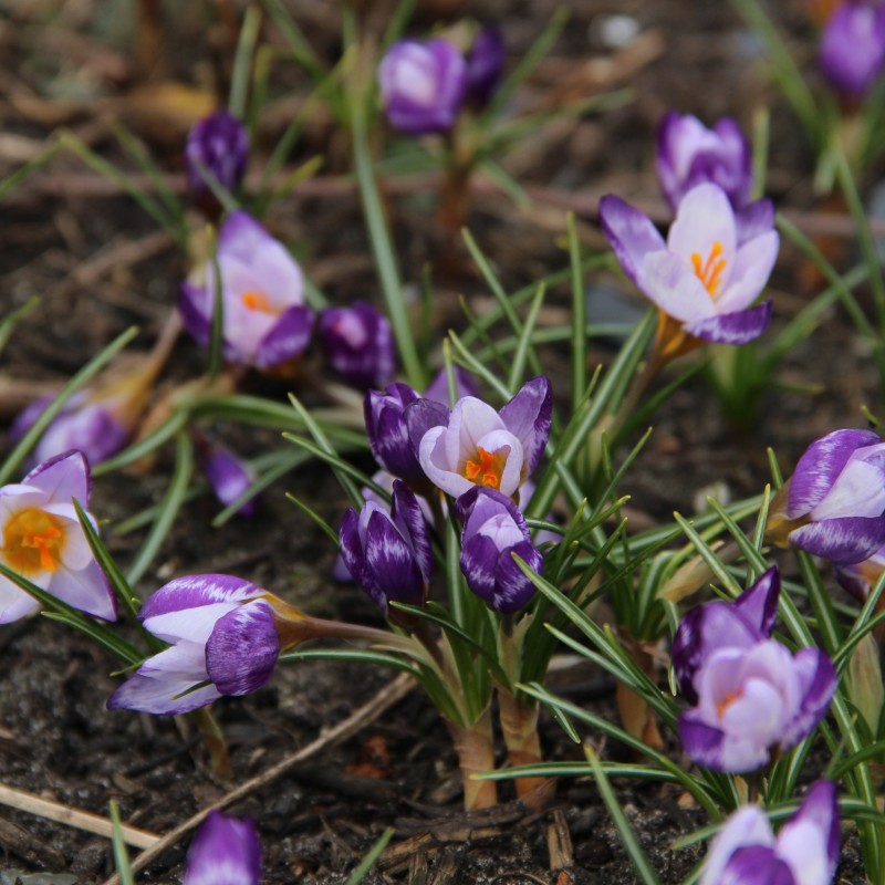 Crocus sieberi 'Hubert Edelsten' Crocus sieberi 'Hubert Edelsten'