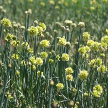 Allium obliquum