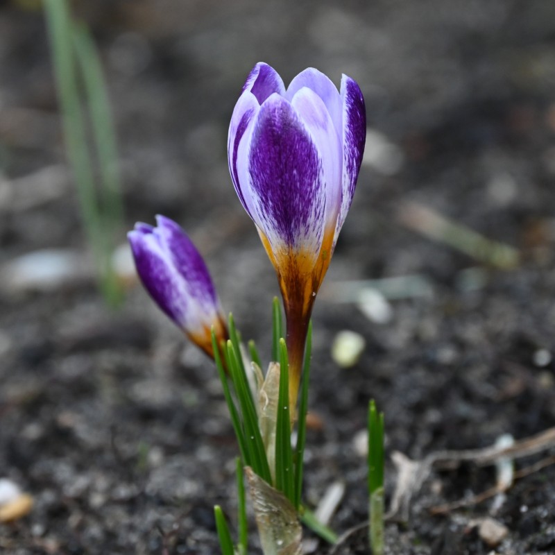 Crocus sieberi 'Ronald Ginns' Crocus sieberi 'Ronald Ginns'