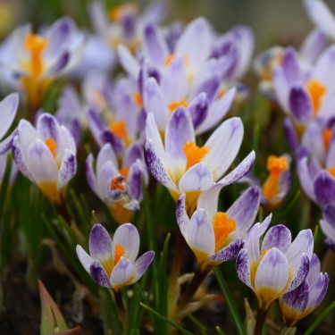 Crocus sieberi 'Ronald Ginns' Crocus sieberi 'Ronald Ginns'